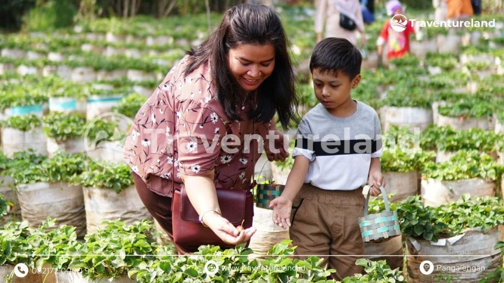 Wisata Petik Strawberry